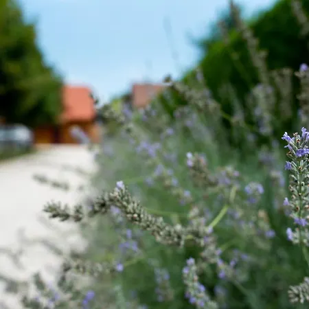 Hisa Rosa Holiday home *
